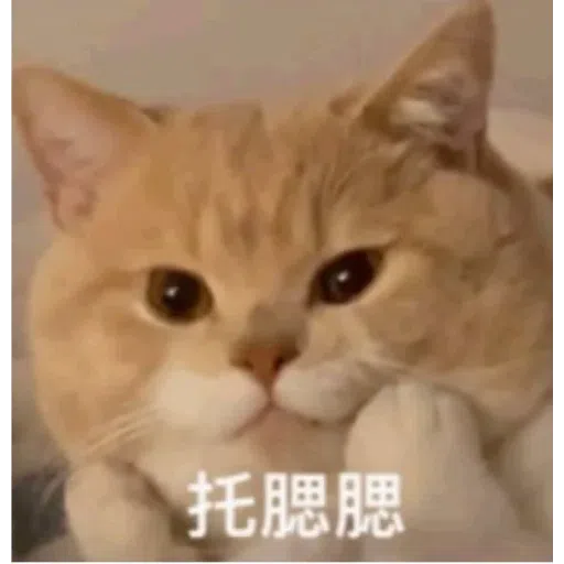 Cat memes - Sticker 4