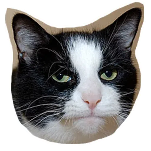 Kittycat - Sticker 2